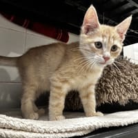 Sésame, chat à adopter
