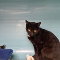 WACKA, chatte à adopter