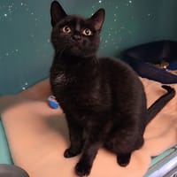 FEATHER, chat à adopter