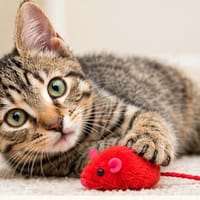 Gabin, chat à adopter