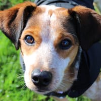 Todd, chien à adopter
