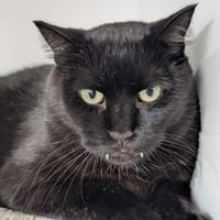 NIXON, chat à adopter