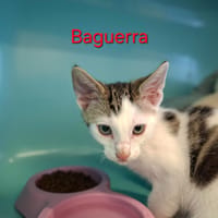 BAGUERRA, chat à adopter