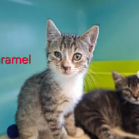 Caramel, chat à adopter
