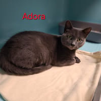 Adora, chatte à adopter