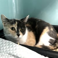 Praline, chatte à adopter