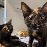 CERISE  et FRAMBOISE, chatte à adopter