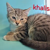 KHALISA, chatte à adopter