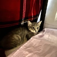 Dragée, chatte à adopter