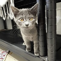 Truffe, chatte à adopter