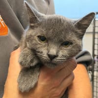TEA, chatte à adopter