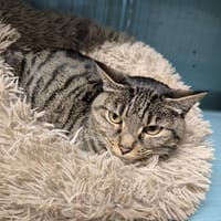 Mimine, chatte à adopter