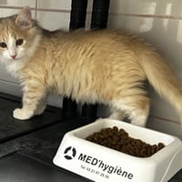 Nougat, chat à adopter