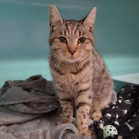 DUVET, chat à adopter