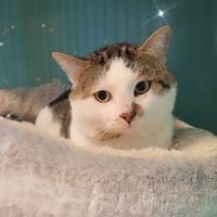 MINOU, chat à adopter