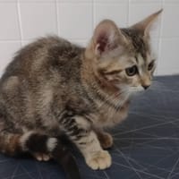 ASH (en cours d'adoption), chatte à adopter
