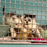 SOCKS, chat à adopter