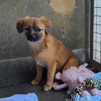 Boo, chienne à adopter