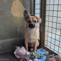 Bob, chien à adopter