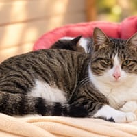 Arthur, chat à adopter