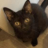SEPIA, chatte à adopter