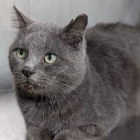 Ratigan, chat à adopter