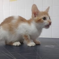 CLOVER, chatte à adopter