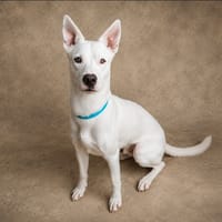 LASKO, chien à adopter