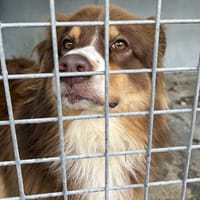 Shadoww, chien à adopter