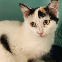 BRUINE QCT, chatte à adopter