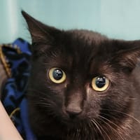 BEL AUTOMNE QCT, chat à adopter