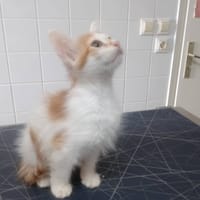Astre, chatte à adopter