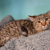 Châle, chatte à adopter