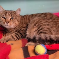 PLUME, chatte à adopter