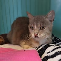 DUCHESSE, chatte à adopter