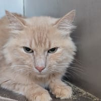 RICHELIEU, chat à adopter
