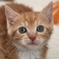 Anglaise, chatte à adopter