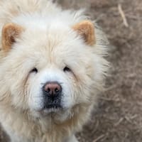 MUFASA, chien à adopter