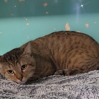 KRATOS, chat à adopter