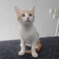 DOBY, chat à adopter