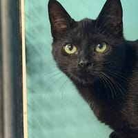 CYRIEL, chatte à adopter