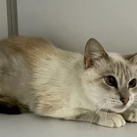 Papillon, chatte à adopter