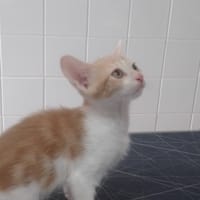 ASTRO, chat à adopter