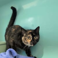 MONIQUE, chatte à adopter
