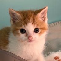 BUTTERNUT, chat à adopter