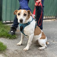 DRAGON VAA23018, chien à adopter