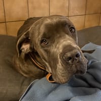 A'FLOKY, chien à adopter
