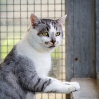 EASTWOOD, chat à adopter