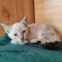 MEXICO QCT, chat à adopter