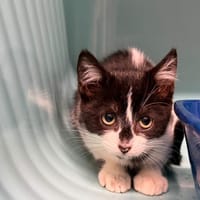 BILL, chat à adopter